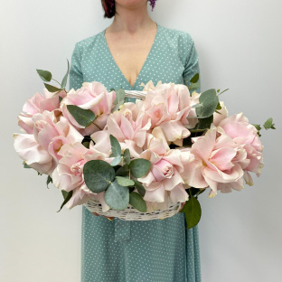 Кружево венеры