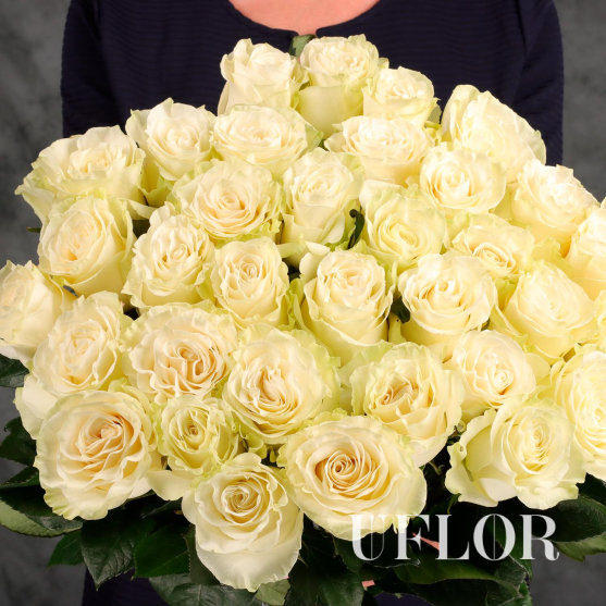 31 белая Эквадорская роза 70см