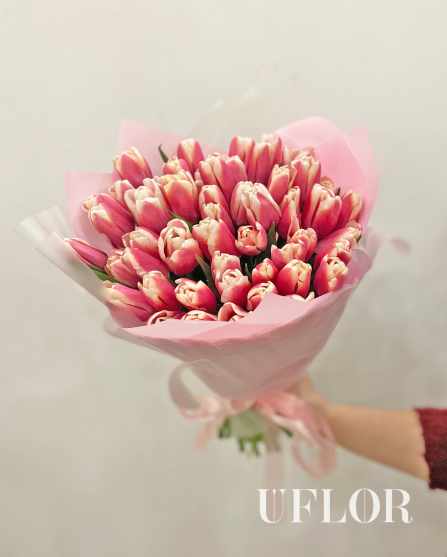 51 розово-белый тюльпан