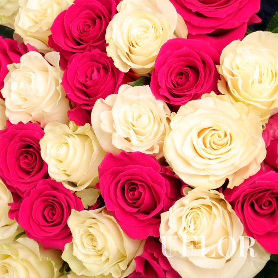 31 белая и розовая Эквадорская роза 70см