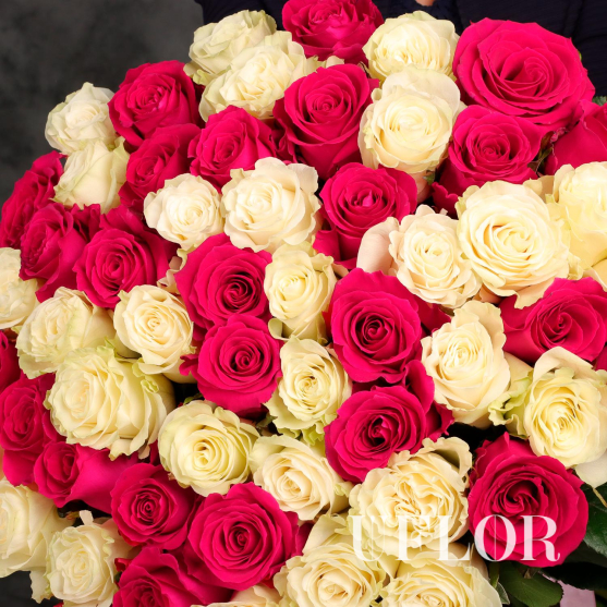 55 белых и розовых Эквадорских роз 70см