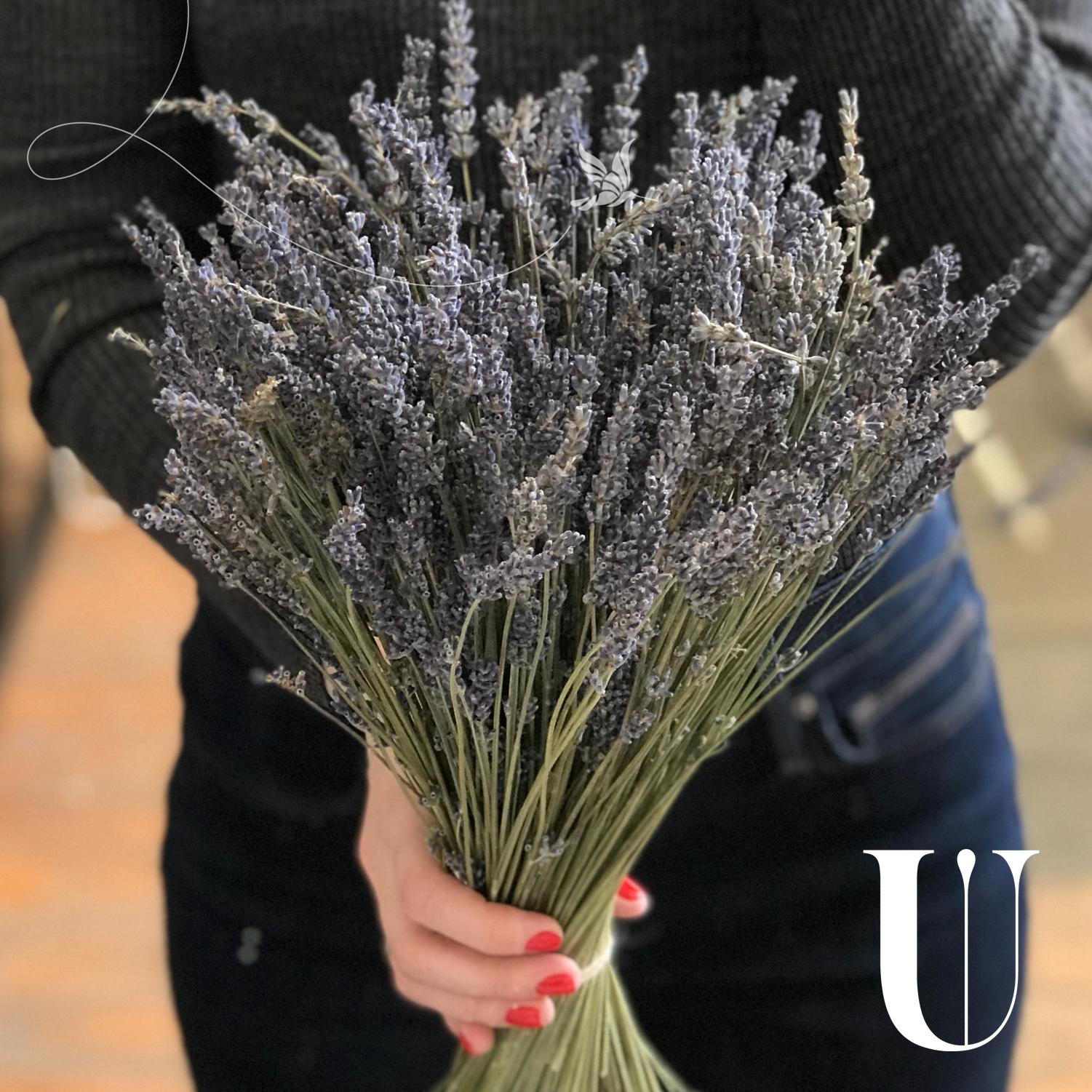 French Lavender С†РІРµС‚С‹